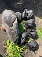 Makke Duitse reus konijnen, Siamees Sable, Dieren en Toebehoren, Konijnen, Meerdere dieren, Groot, 0 tot 2 jaar