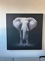 Olifant foto, Ophalen