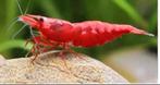 Neocaridina, fire red (Medium/High), Kreeft, Krab of Garnaal, Zoetwatervis, Schoolvis