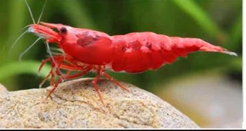 Neocaridina, fire red (Medium/High) beschikbaar voor biedingen
