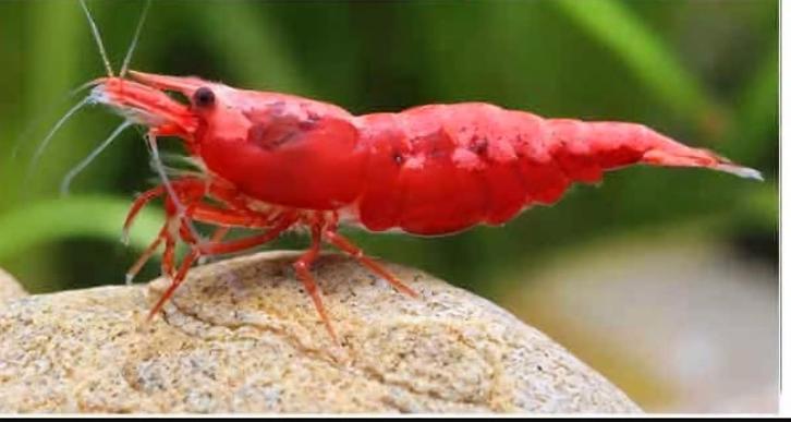 Neocaridina, fire red (Medium/High), Dieren en Toebehoren, Vissen | Aquariumvissen, Zoetwatervis, Kreeft, Krab of Garnaal, Schoolvis