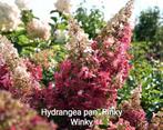 Hydrangea pan. Pinky Winky, Ophalen of Verzenden, Hortensia