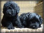 Boompoo F1b pups Boomer x Poedel, Poedel, Nederland, 8 tot 15 weken, Teef