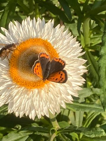 Strobloem Wit beschikbaar voor biedingen