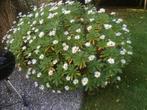 Nipponanthemum nipponicum, Japanse Margriet, aparte plant, Tuin en Terras, Planten | Tuinplanten, Vaste plant, Herfst, Overige soorten