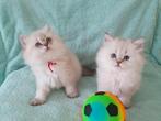 💞 superlieve Britse Langhaar Stamboom kittens, silver point, Dieren en Toebehoren, Meerdere dieren, Gechipt, 0 tot 2 jaar