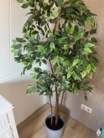 kunstplant ikea ficus, Ophalen, Zo goed als nieuw, Binnen