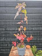 Liquid ambar styraciflua  amberboom, Tuin en Terras, Bloeit niet, Minder dan 100 cm, Volle zon, In pot