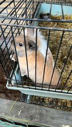 Konijntje te koop 15 euro lief, Dieren en Toebehoren, Mannelijk, Dwerg