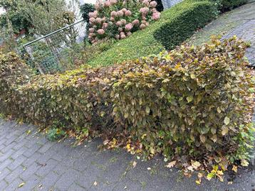 Mooie beukenhaag 10 meter lang, 20 cm breed en 40 cm hoog. beschikbaar voor biedingen