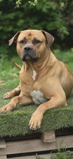PERFECTE MATCH GEZOCHT, Dieren en Toebehoren, Rabiës (hondsdolheid), Overige rassen, 1 tot 2 jaar, Meerdere