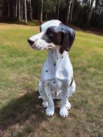 Handmade midcentury porseleinen beeld, Italy Pointer hond., Ophalen