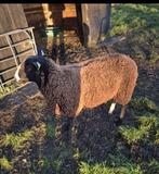 Ram, Mannelijk, Schaap