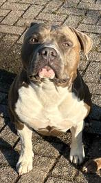 American stafford dekreu open for stud, Dieren en Toebehoren, Honden | Niet-rashonden, Rabiës (hondsdolheid), Reu, 1 tot 2 jaar