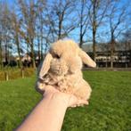 Lieve jonge konijntjes! Dwerg Hangoor NHD, Dieren en Toebehoren, Meerdere dieren, Dwerg, Hangoor, 0 tot 2 jaar