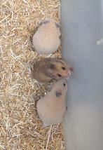 Goudhamsters, Dieren en Toebehoren, Hamster, Augustus, Meerdere dieren, Tam