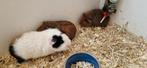 Drie lieve jonge kortharige cavia's, Dieren en Toebehoren, Knaagdieren, Juni, Mannelijk, Cavia