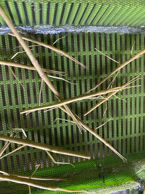 Gratis wandelende takken, Dieren en Toebehoren, Insecten en Spinnen, Wandelende tak