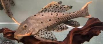 L095 Pseudorinelepis Orange lip Word verwacht  beschikbaar voor biedingen