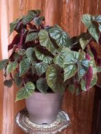 Begonia Oldemor - Vintage Kamerplant 70cm  met Roze Bloemen, Ophalen, Overige soorten, Halfschaduw, In pot