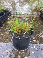 Lampepoetsersgras Pennisetum 'Hameln', Ophalen, Volle zon, Vaste plant, Siergrassen