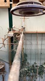 Te koop zebravinken man, Dieren en Toebehoren, Mannelijk, Tropenvogel