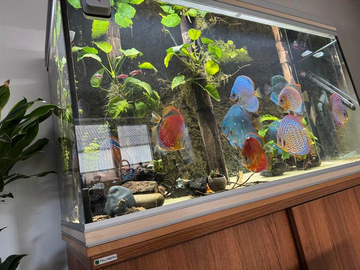 Aquarium Aqualantis compleet, Dieren en Toebehoren, Vissen | Aquaria en Toebehoren, Gebruikt, Leeg aquarium, Ophalen