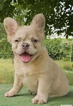 Franse Buldog Fluffy pup, Dieren en Toebehoren, Honden | Bulldogs, Pinschers en Molossers, Rabiës (hondsdolheid), 15 weken tot 1 jaar