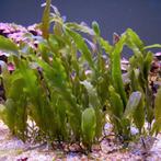 Caulerpa Profilera stekken, Overige typen