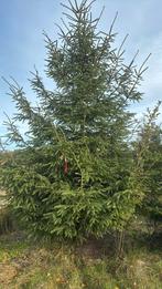 Kerstbomen, Tuin en Terras, Planten | Bomen, Ophalen of Verzenden, Volle zon, Overige soorten