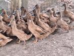 Raszuiver. Legeenden jonge  eenden  eieren, Dieren en Toebehoren, Pluimvee, Meerdere dieren, Kip