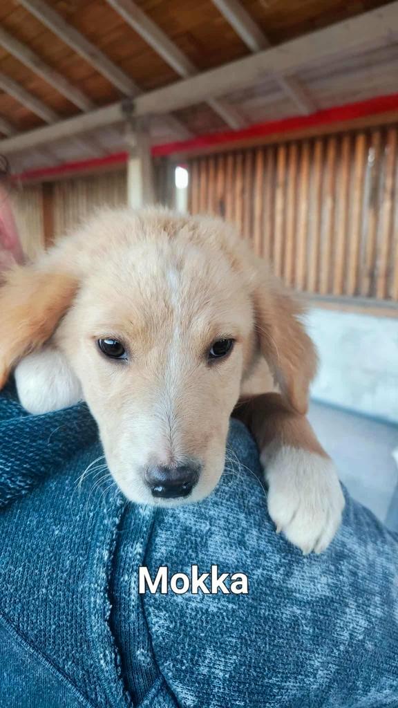 Puppy’s puppy pup (4,5,6 mnd) herder en labrador mixjes, Dieren en Toebehoren, Honden | Niet-rashonden, Middel, Meerdere dieren