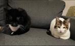 Huisje gezocht voor Nala en Shadow, Dieren en Toebehoren, Katten en Kittens | Overige Katten, Poes, Kortharig, 3 tot 5 jaar