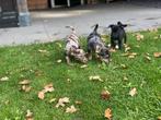Super lieve mooie chihuahua kruising jack russel pups, Dieren en Toebehoren, Honden | Chihuahua's en Gezelschapshonden, 8 tot 15 weken