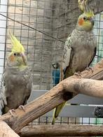 Zéér Mooi Koppel Geparelde Valkparkieten., Dieren en Toebehoren, Vogels | Parkieten en Papegaaien, Meerdere dieren, Parkiet