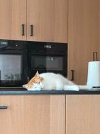 Findik zoekt nieuw baasje, Dieren en Toebehoren, Dierenvoeding, Ophalen of Verzenden