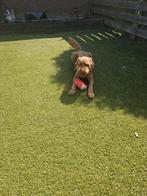 Honden oppas/uitlaat, Ophalen