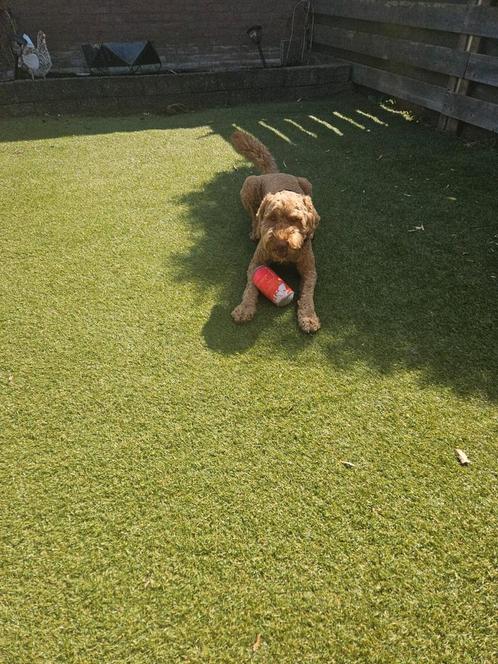 Honden oppas/uitlaat, Hobby en Vrije tijd, Overige Hobby en Vrije tijd, Ophalen