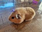 Baby cavia zeugje, Dieren en Toebehoren, Knaagdieren, Vrouwelijk, Cavia, Na 1 juli 2024