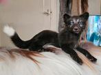 Softmount taxidermie vossen pup, Verzamelen, Dierenverzamelingen, Ophalen of Verzenden