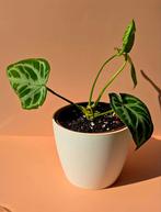 Anthurium Silver Blush, Ophalen of Verzenden, Overige soorten, Minder dan 100 cm