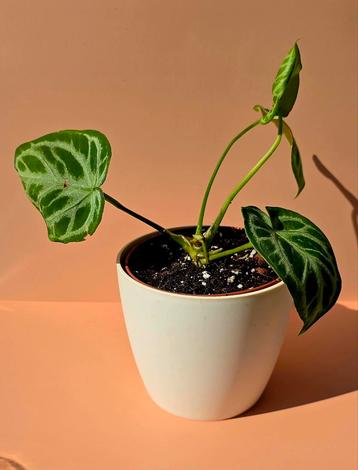 Anthurium Silver Blush beschikbaar voor biedingen