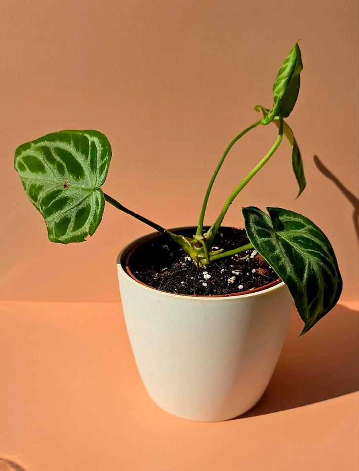 Anthurium Silver Blush, Huis en Inrichting, Kamerplanten, Overige soorten, Minder dan 100 cm, Ophalen of Verzenden