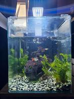 Aquarium (Nano Cube), Dieren en Toebehoren, Vissen | Aquaria en Toebehoren, Ophalen, Gebruikt, Overige typen