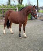 Toekomstig talent Connemara ruin met vol papier!, Dieren en Toebehoren, Ruin, 3 tot 6 jaar