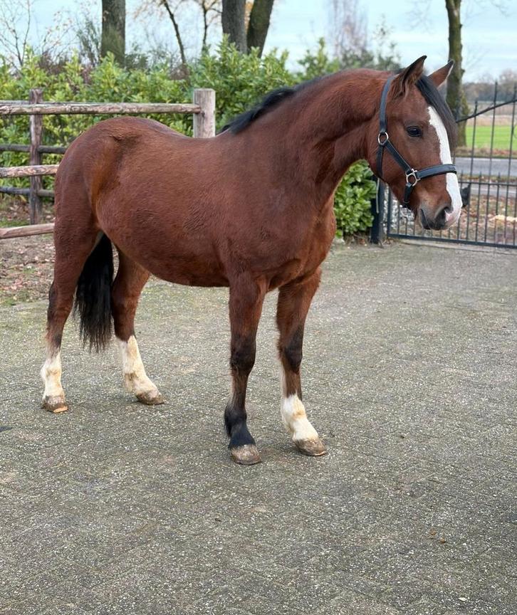 Toekomstig talent Connemara ruin met vol papier!, Dieren en Toebehoren, Pony's, Ruin, 3 tot 6 jaar