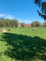 Schapenwol