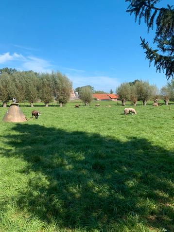 Schapenwol beschikbaar voor biedingen
