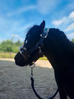 Gezocht mini mini shetlander mentuig, Dieren en Toebehoren, Ophalen of Verzenden, Overige soorten