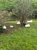 Boerenkuifeenden, Dieren en Toebehoren, Meerdere dieren, Eend